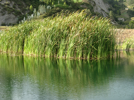 Laguna Cuyumalca