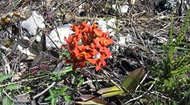 Disfrutando Chulchul, Chanrayo y el Doñana